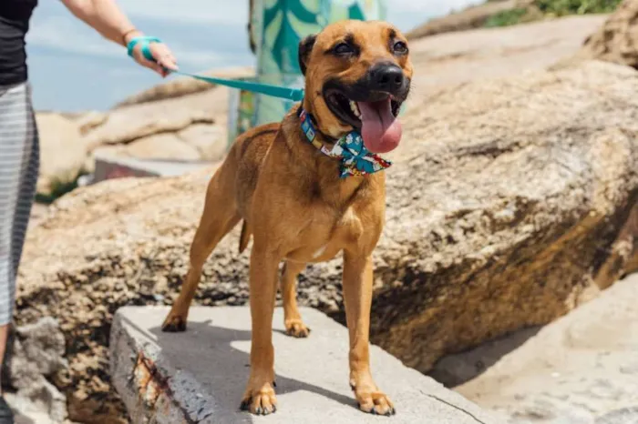 Cachorro ra a Srd  idade 1 ano nome Doggo