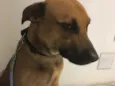 Doggo