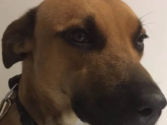 Cachorro ra a Srd  idade 1 ano nome Doggo