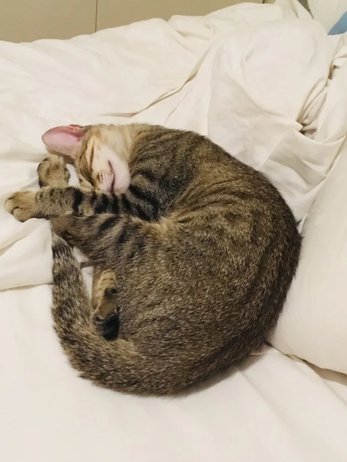 Gato ra a Srd idade 2 a 6 meses nome Bento