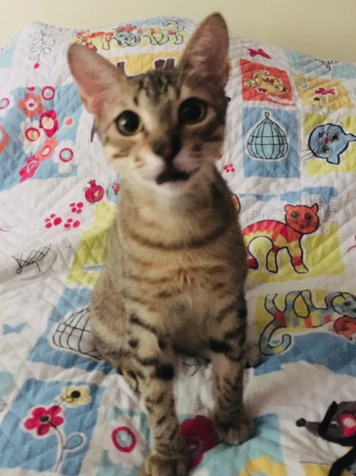 Gato ra a Srd idade 2 a 6 meses nome Bento