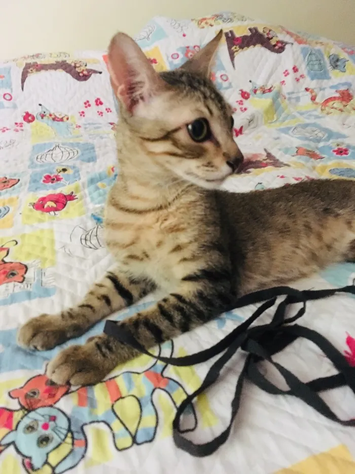 Gato ra a Srd idade 2 a 6 meses nome Bento