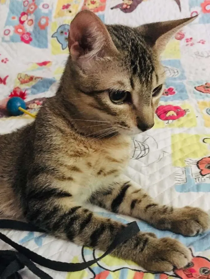 Gato ra a Srd idade 2 a 6 meses nome Bento