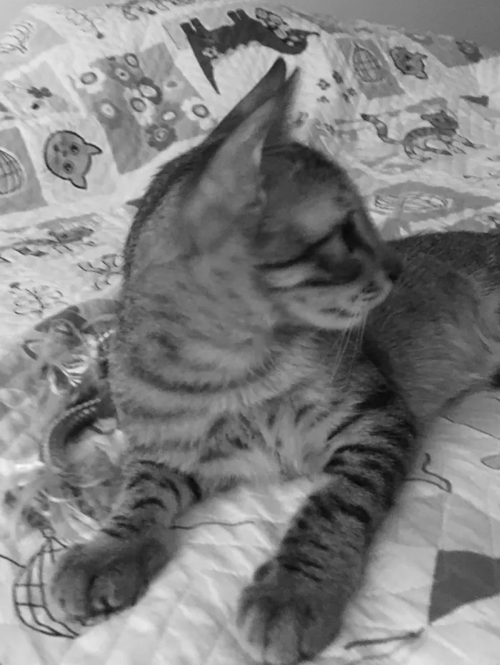 Gato ra a Srd idade 2 a 6 meses nome Bento