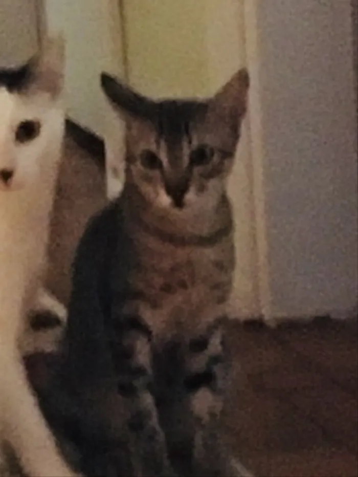Gato ra a Srd idade 2 a 6 meses nome Bento