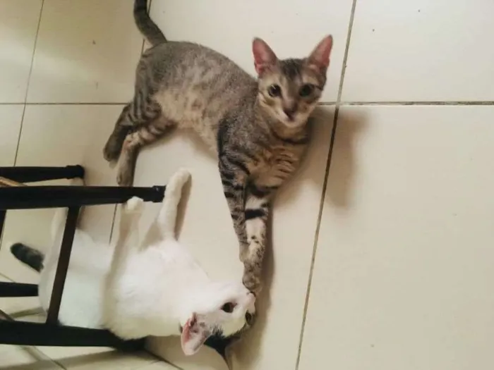 Gato ra a Srd idade 2 a 6 meses nome Bento