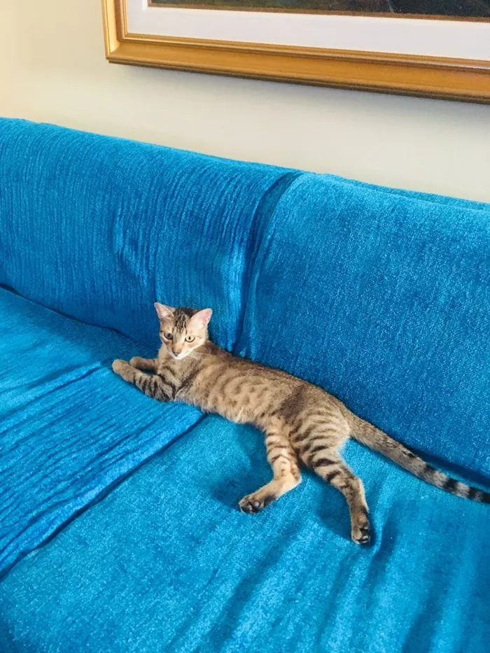 Gato ra a Srd idade 2 a 6 meses nome Bento