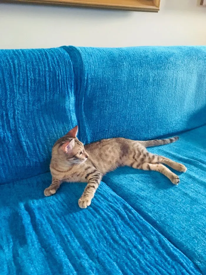 Gato ra a Srd idade 2 a 6 meses nome Bento
