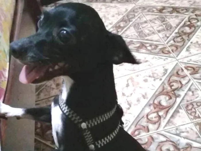 Cachorro ra a pinscher  idade 1 ano nome não sei 