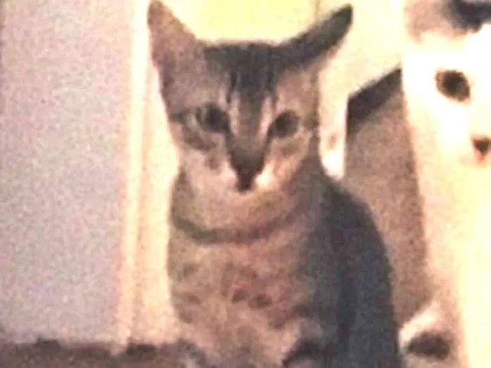 Gato ra a Srd idade 2 a 6 meses nome Bento