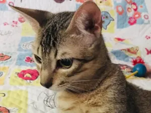 Gato raça Srd idade 2 a 6 meses nome Bento