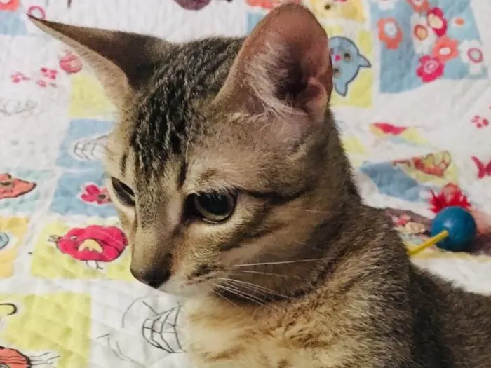 Gato ra a Srd idade 2 a 6 meses nome Bento