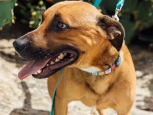 Cachorro raça Srd  idade 1 ano nome Doggo
