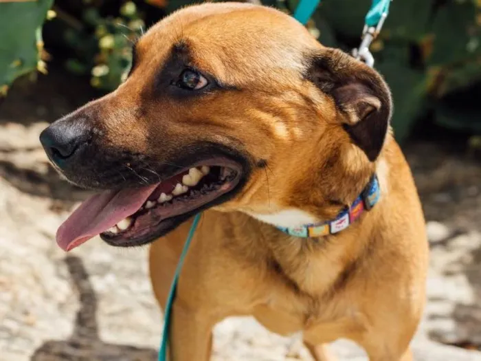 Cachorro ra a Srd  idade 1 ano nome Doggo