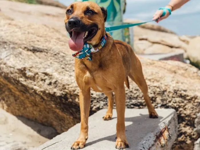 Cachorro ra a Srd  idade 1 ano nome Doggo