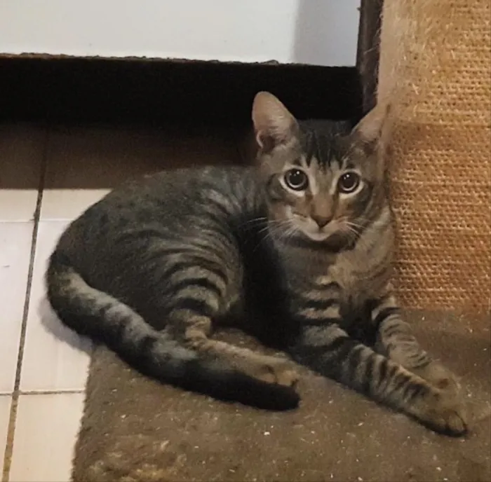 Gato ra a Srd idade 2 a 6 meses nome Juca