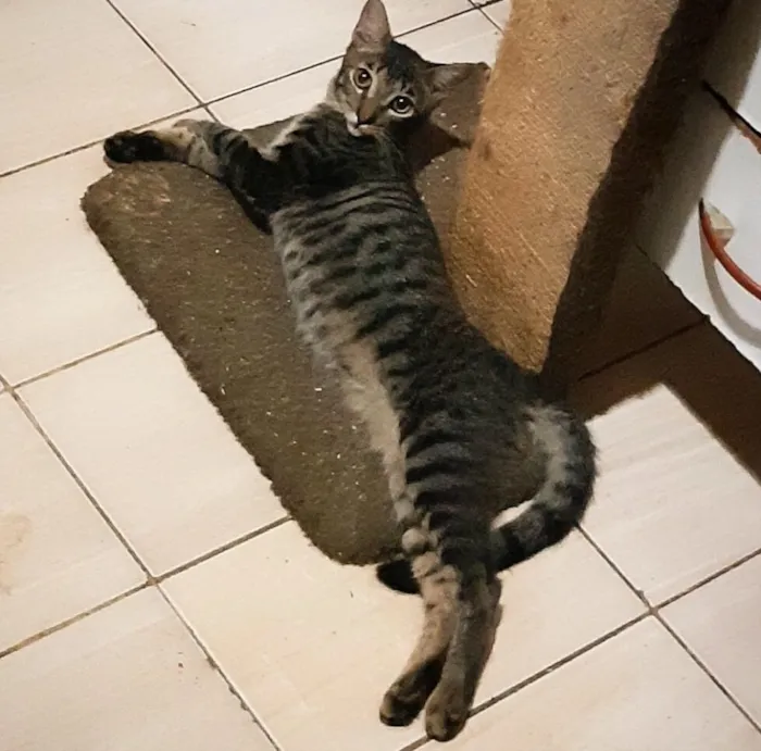 Gato ra a Srd idade 2 a 6 meses nome Juca