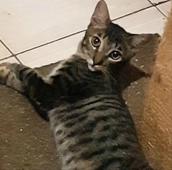 Gato ra a Srd idade 2 a 6 meses nome Juca