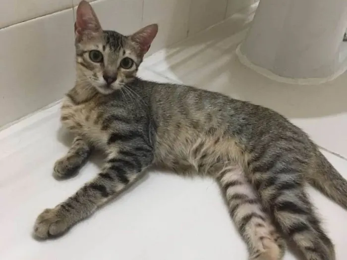 Gato ra a Srd idade 2 a 6 meses nome Juca