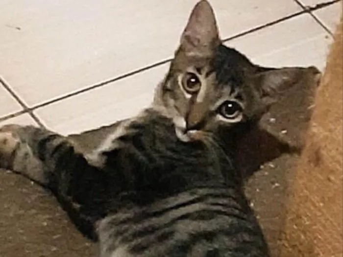 Gato ra a Srd idade 2 a 6 meses nome Juca
