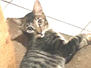 Gato raça Srd idade 2 a 6 meses nome Juca
