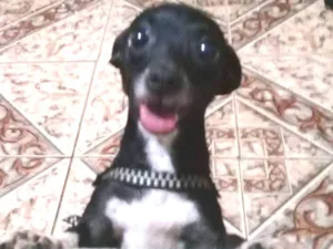 Cachorro raça pinscher  idade 1 ano nome não sei 