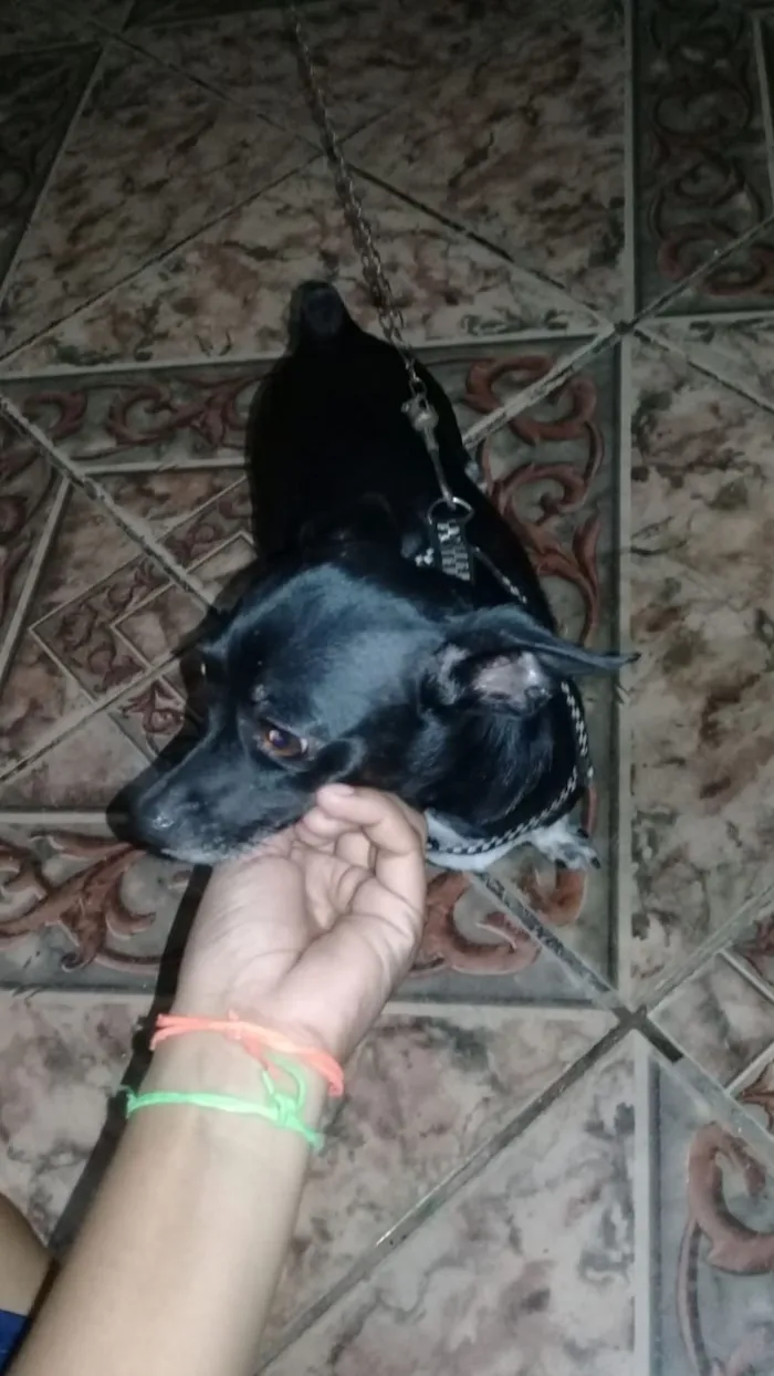 Cachorro ra a pinscher  idade 1 ano nome não sei 