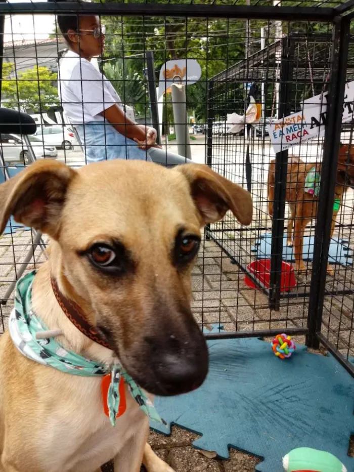 Cachorro ra a SRD idade 7 a 11 meses nome Alfredo