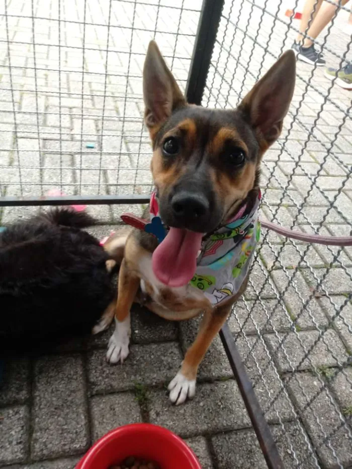Cachorro ra a SRD idade 7 a 11 meses nome Rico
