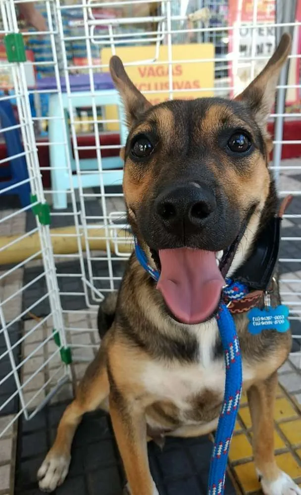 Cachorro ra a SRD idade 7 a 11 meses nome Rico