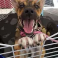 Rico
