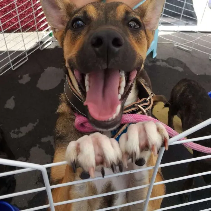 Cachorro ra a SRD idade 7 a 11 meses nome Rico