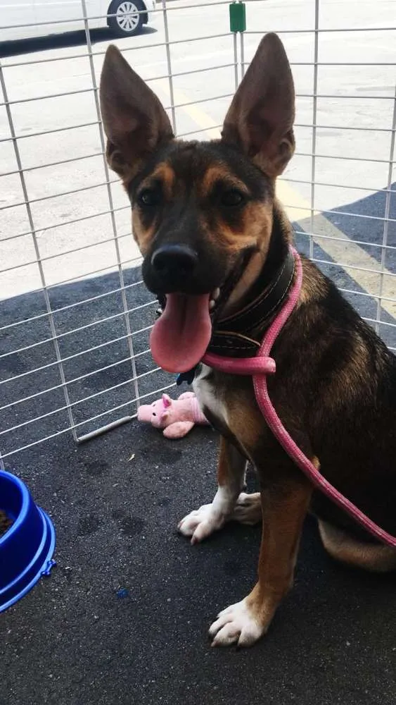 Cachorro ra a SRD idade 7 a 11 meses nome Rico