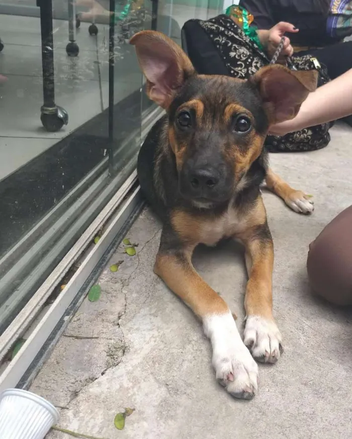 Cachorro ra a SRD idade 7 a 11 meses nome Rico