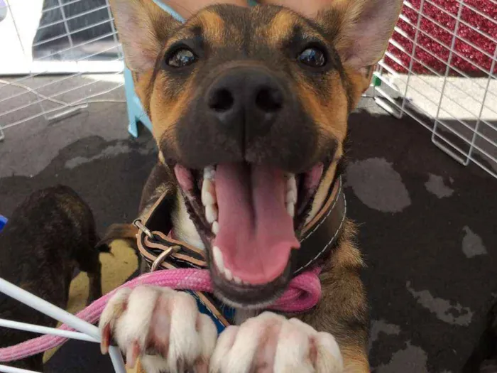 Cachorro ra a SRD idade 7 a 11 meses nome Rico