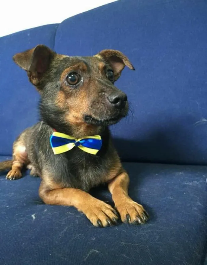 Cachorro ra a SRD idade 6 ou mais anos nome Betinho
