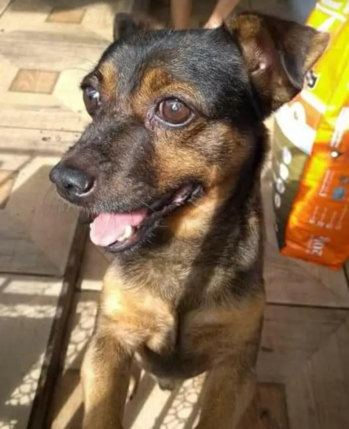 Cachorro ra a SRD idade 6 ou mais anos nome Betinho