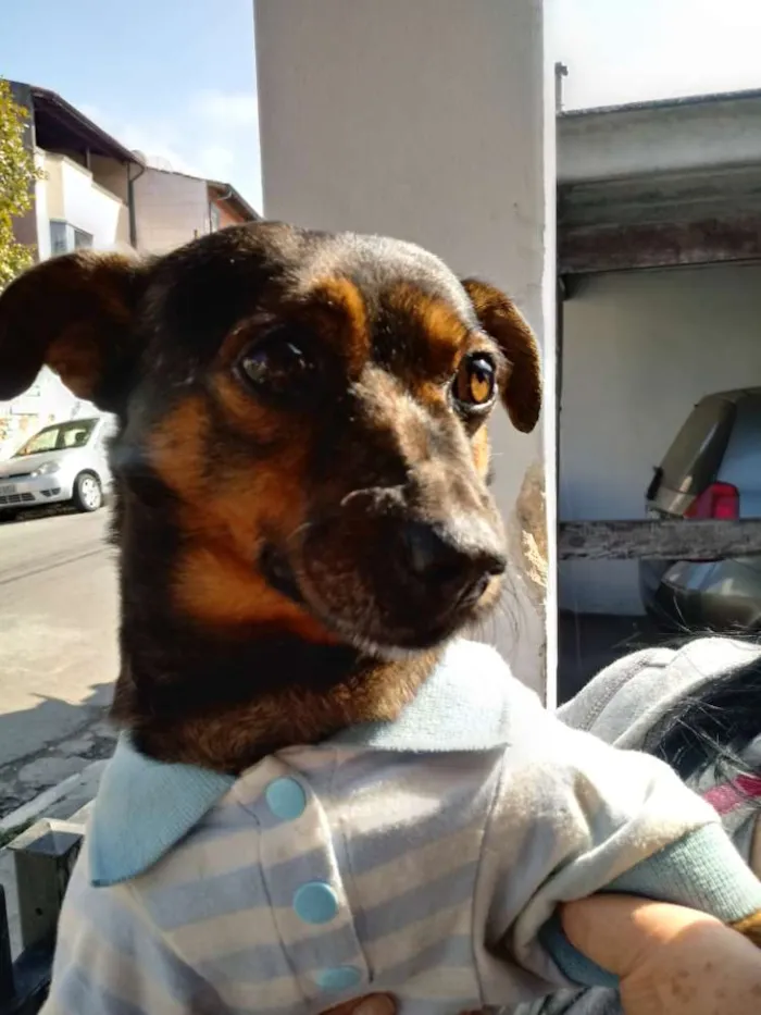 Cachorro ra a SRD idade 6 ou mais anos nome Betinho