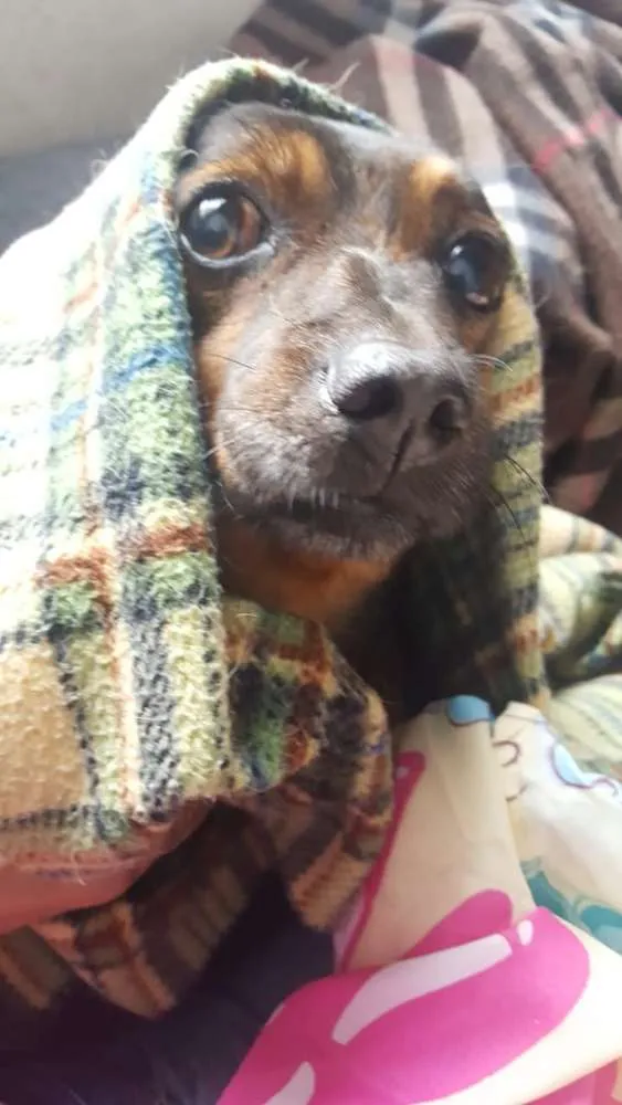 Cachorro ra a SRD idade 6 ou mais anos nome Betinho
