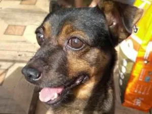 Cachorro raça SRD idade 6 ou mais anos nome Betinho