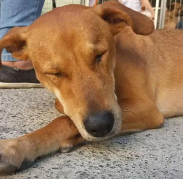 Cachorro ra a SRD idade 5 anos nome Caramelo
