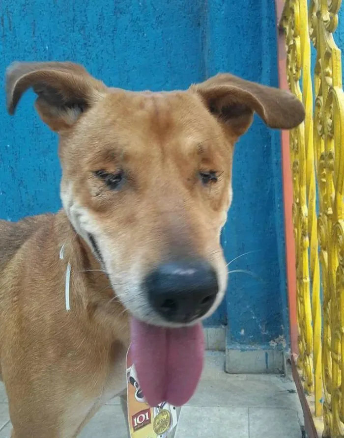Cachorro ra a SRD idade 5 anos nome Caramelo
