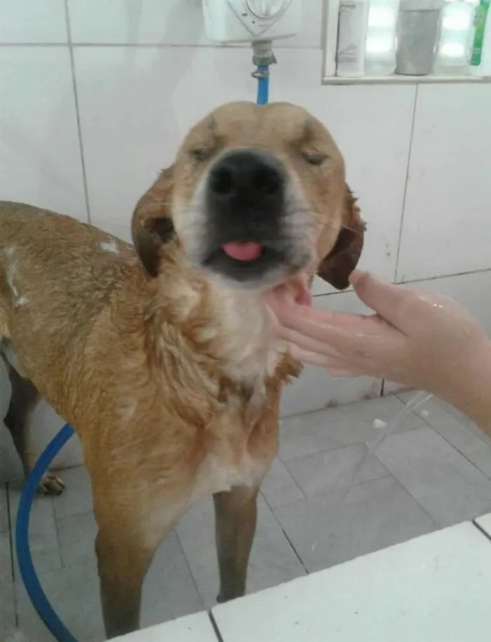 Cachorro ra a SRD idade 5 anos nome Caramelo