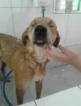 Caramelo