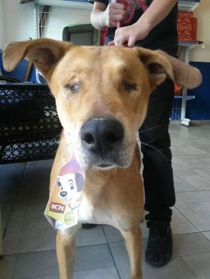Cachorro ra a SRD idade 5 anos nome Caramelo