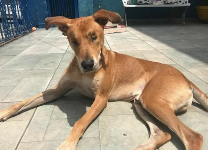 Cachorro ra a SRD idade 5 anos nome Caramelo