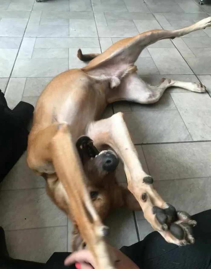 Cachorro ra a SRD idade 5 anos nome Caramelo
