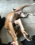 Caramelo