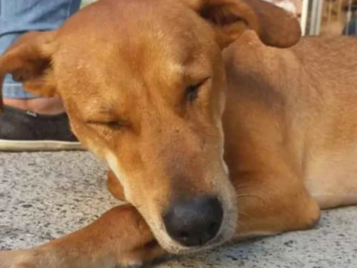 Cachorro ra a SRD idade 5 anos nome Caramelo