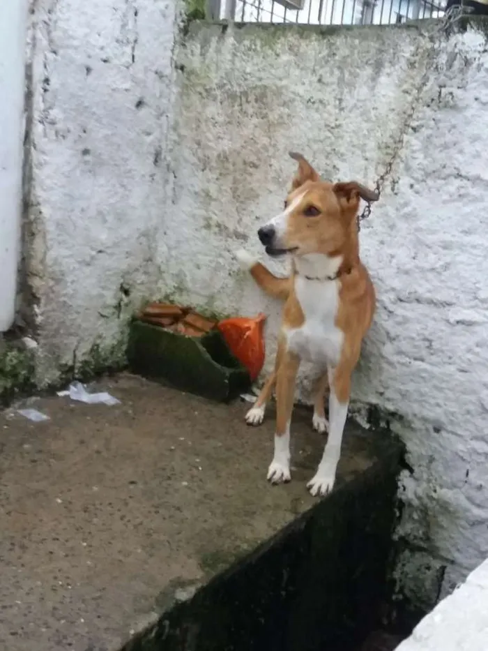 Cachorro ra a Border collie idade 1 ano nome Olliver